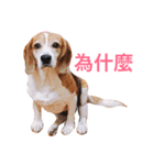 MyBeagle（個別スタンプ：17）