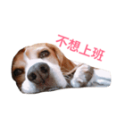 MyBeagle（個別スタンプ：19）