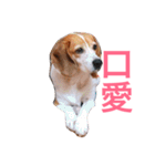 MyBeagle（個別スタンプ：21）