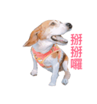 MyBeagle（個別スタンプ：22）