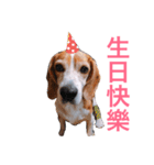 MyBeagle（個別スタンプ：23）