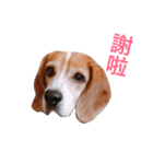 MyBeagle（個別スタンプ：24）