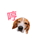 MyBeagle（個別スタンプ：25）