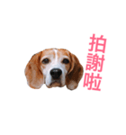 MyBeagle（個別スタンプ：26）