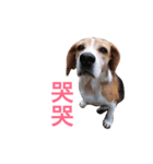 MyBeagle（個別スタンプ：28）