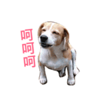 MyBeagle（個別スタンプ：29）