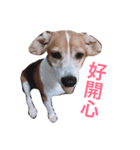 MyBeagle（個別スタンプ：30）