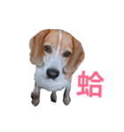 MyBeagle（個別スタンプ：31）