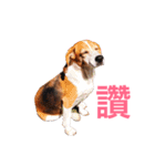 MyBeagle（個別スタンプ：32）