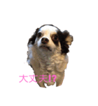 karuta of a chihuahua ＆ moa of a cat（個別スタンプ：8）