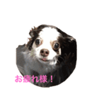 karuta of a chihuahua ＆ moa of a cat（個別スタンプ：9）