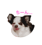 karuta of a chihuahua ＆ moa of a cat（個別スタンプ：11）