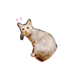 karuta of a chihuahua ＆ moa of a cat（個別スタンプ：12）