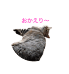 karuta of a chihuahua ＆ moa of a cat（個別スタンプ：13）