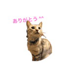 karuta of a chihuahua ＆ moa of a cat（個別スタンプ：17）