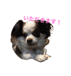 karuta of a chihuahua ＆ moa of a cat（個別スタンプ：28）