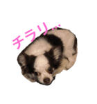 karuta of a chihuahua ＆ moa of a cat（個別スタンプ：31）