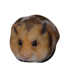 hamster  ！！！（個別スタンプ：2）