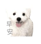 QQQDog（個別スタンプ：4）