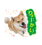 柴犬コロ①（個別スタンプ：1）