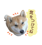 柴犬コロ①（個別スタンプ：17）