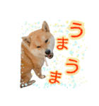 柴犬コロ①（個別スタンプ：19）