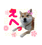 柴犬コロ①（個別スタンプ：25）