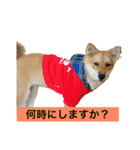 癒し犬ココ 日常会話（個別スタンプ：30）