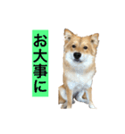 癒し犬ココ 日常会話（個別スタンプ：39）