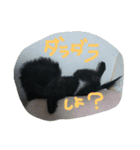 黒ポメぽこちゃん（個別スタンプ：15）