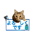 七福猫（個別スタンプ：33）