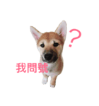 Dogggy Baby（個別スタンプ：4）