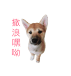 Dogggy Baby（個別スタンプ：8）