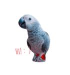 Gray parrot（個別スタンプ：1）