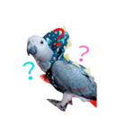 Gray parrot（個別スタンプ：4）