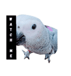 Gray parrot（個別スタンプ：5）