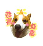 Corgi Say Hola！（個別スタンプ：1）