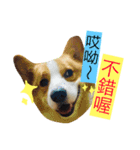 Corgi Say Hola！（個別スタンプ：2）