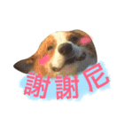 Corgi Say Hola！（個別スタンプ：3）