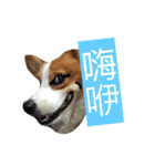 Corgi Say Hola！（個別スタンプ：4）