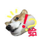 Corgi Say Hola！（個別スタンプ：5）