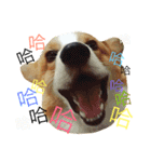 Corgi Say Hola！（個別スタンプ：6）