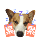 Corgi Say Hola！（個別スタンプ：8）