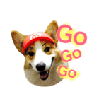 Corgi Say Hola！（個別スタンプ：9）