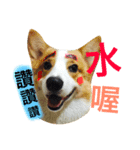 Corgi Say Hola！（個別スタンプ：10）