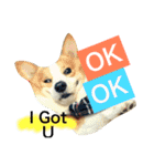 Corgi Say Hola！（個別スタンプ：12）