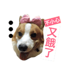 Corgi Say Hola！（個別スタンプ：13）