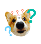 Corgi Say Hola！（個別スタンプ：14）