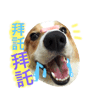 Corgi Say Hola！（個別スタンプ：16）