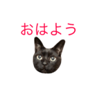 黒猫ニャンコ先生（個別スタンプ：1）